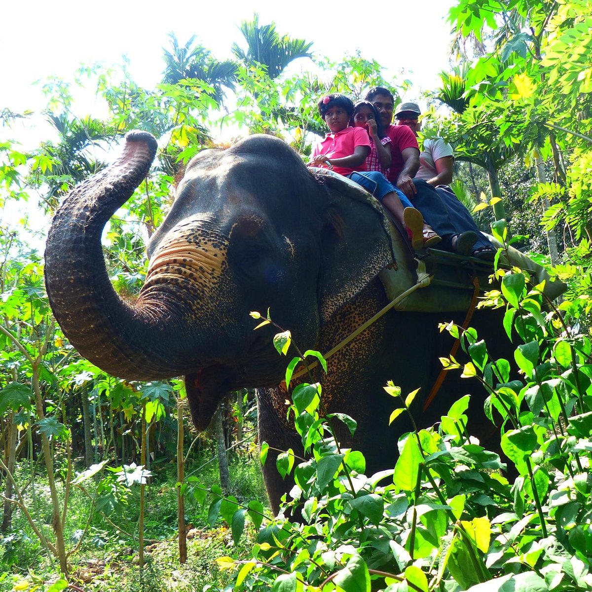Elephant Safari