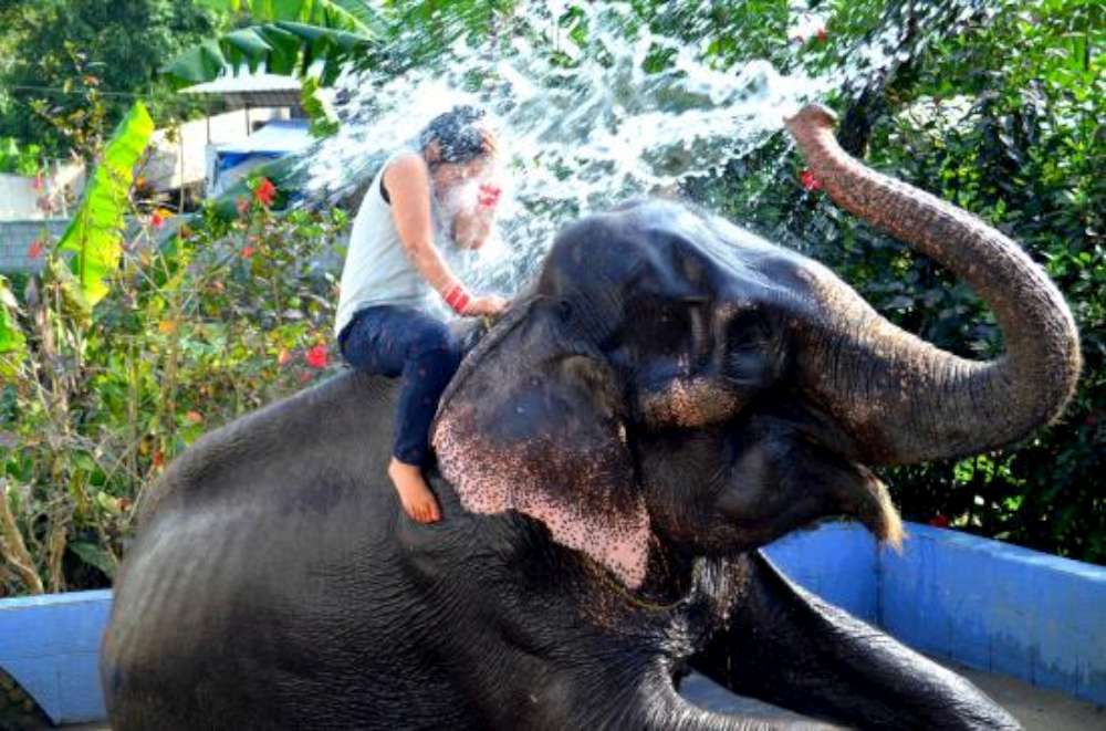 Elephant Shower
