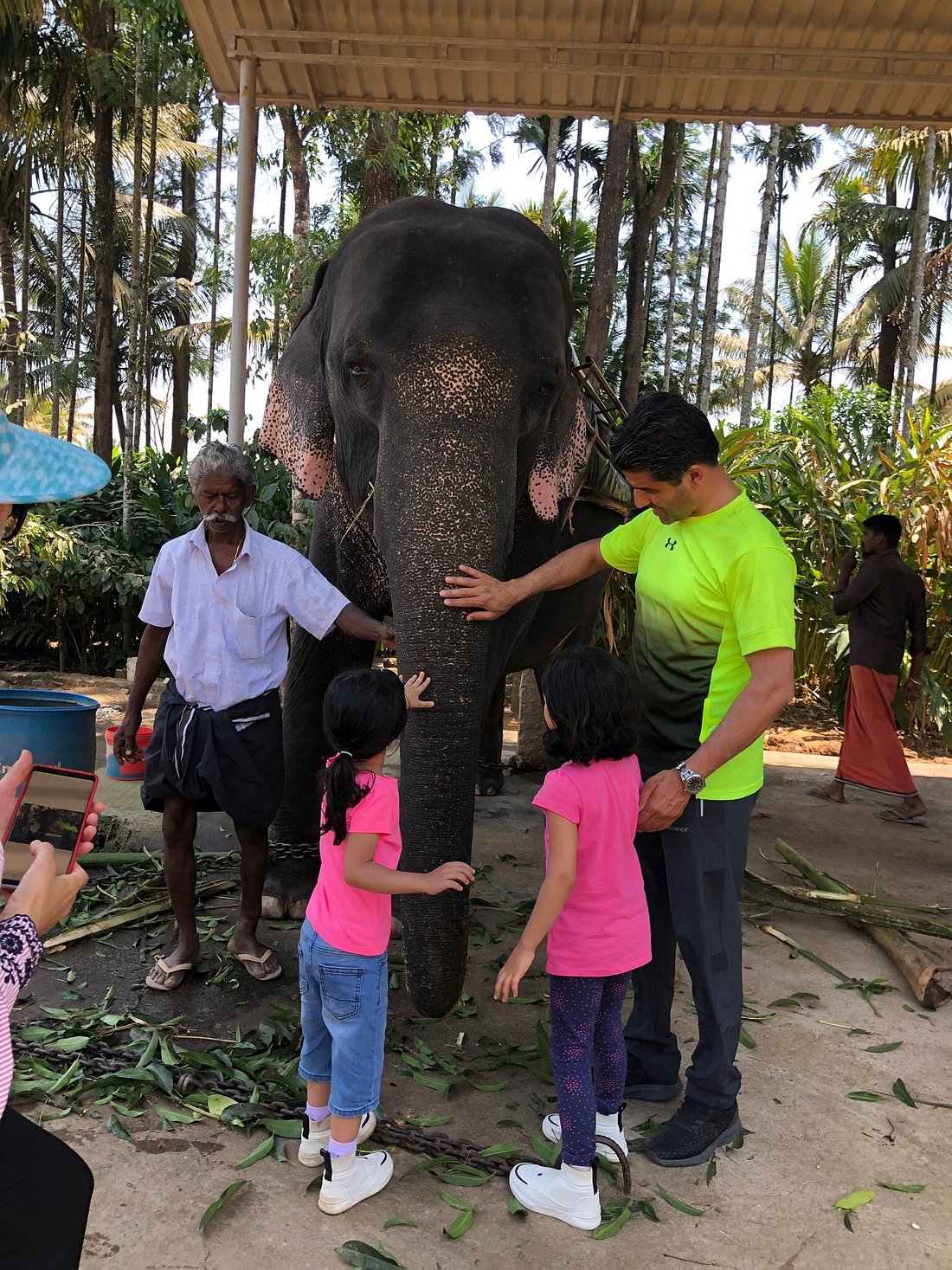Elephant Feeding